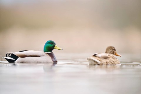 Wild duck (Anas platyrhynchos) couple swimming on a lake, Bavaria, Germany, Europe