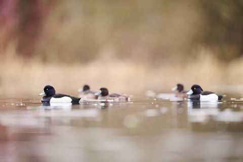 Tufted pochard (Aythya fuligula) male and female swimming in a lake, Bavaria, Germany, Europe