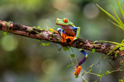 Red-eyed tree frog (Agalychnis callidryas), frogs (Rana), Alajuela, Costa Rica, Central America