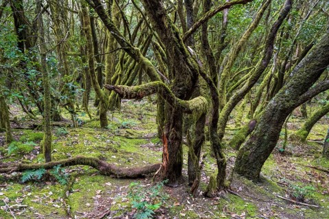 Cloud forest, laurel forest, Garajonay National Park, UNESCO World Heritage Site, La Gomera, Canary