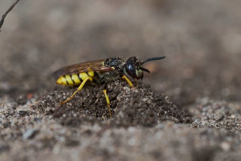 Beewolf digging (Philanthus triangulum) Lower Saxony, Germany, Europe