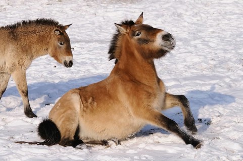 Przewalski's horse standing up in the snow, showing energy and movement, Przewalski's horse (Equus
