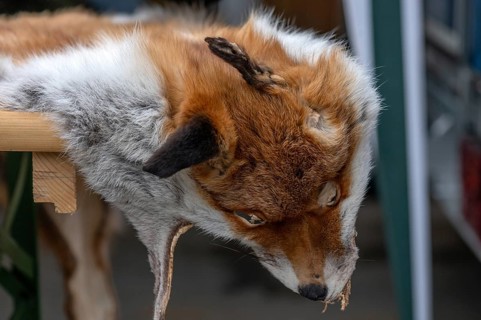 Fox fur with head, Bavaria, Germany, Europe