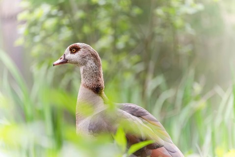 Nile Goose (Alopochen aegyptiaca) adult, standing among green reeds, profile view, background and