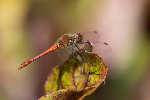 Ruddy darter dragonfly (Sympetrum sanguineum) adult male insect resting on a Beetroot leaf in a