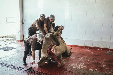 Camel slaughter (halal), Salalah slaughterhouse, Dhofar, Oman, Asia