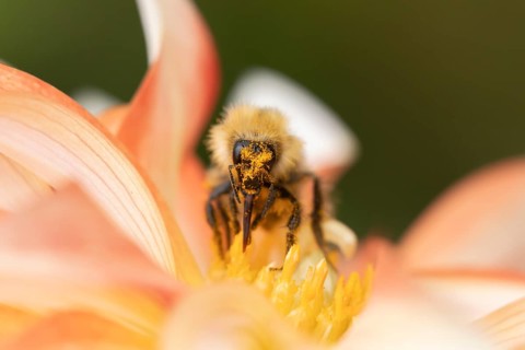 Common carder bee (Bombus pascuorum) adult insect feeding on a Dahlia flower in an urban garden in