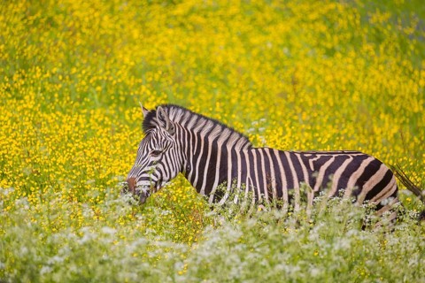 Chapman's zebra (Equus quagga chapmani) grazing on a yellow flowering meadow