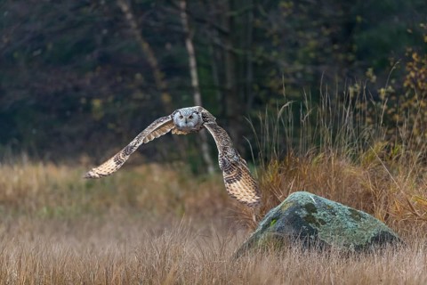 One Siberian Eagle Owl (Bubo bubo sibiricus) flying over tall reed grass lakeshore on an autumnal