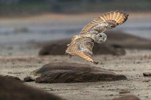 One Siberian Eagle Owl (Bubo bubo sibiricus) flying over a dry lakeshore on an autumnal misty cold