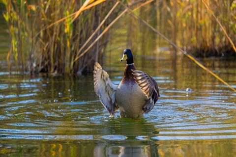 A male mallard or wild duck (Anas platyrhynchos) bathes in a pond, flapping its wings