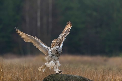 One Siberian Eagle Owl (Bubo bubo sibiricus) landing on a rock between tall reed grass lakeshore on