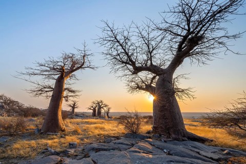 African baobab (Adansonia digitata), several trees at sunrise, sun star, Kubu Island (Lekubu), Sowa