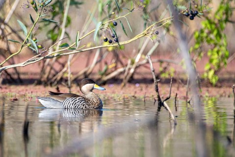 Silver duck (Spatula versicolor) in the nature reserve Reserva Ecologica Costanera Sur, Buenos