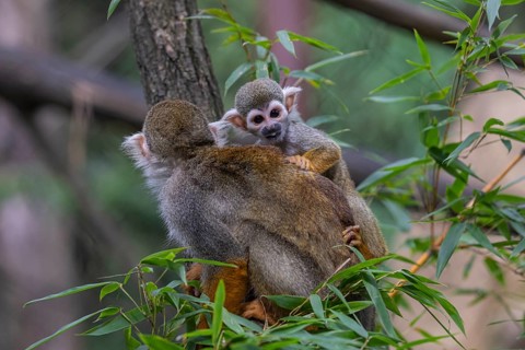 One female Central American squirrel monkey, Saimiri oerstedii, carrying her baby. Green vegetation