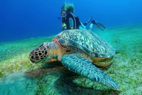 Underwater photo of diver looking at large specimen of green turtle (Chelonia mydas) Green turtle