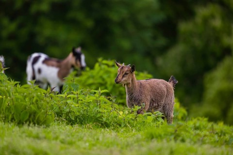 Two African Pygmy goats Capra aegagrus hircus) stand in stinging nettles
