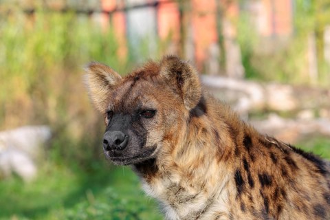 Portrait of a Spotted Hyena (Crocuta crocuta), or Laughing Hyena in beautiful light