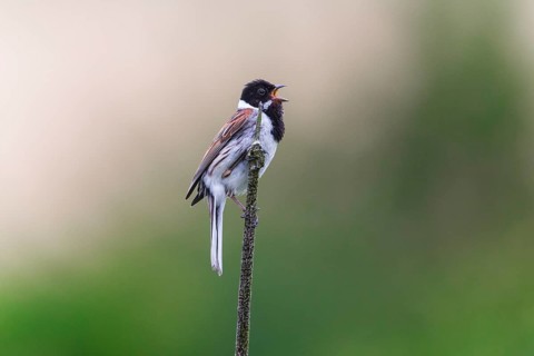 Reed Bunting (Emberiza schoeniclus), adult male sitting on a bullrush stalk singing, in breeding