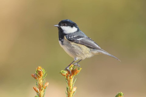 Fir tit (Periparus ater) sitting on a spruce top, wildlife, animals, birds, titmouse, Siegerland,