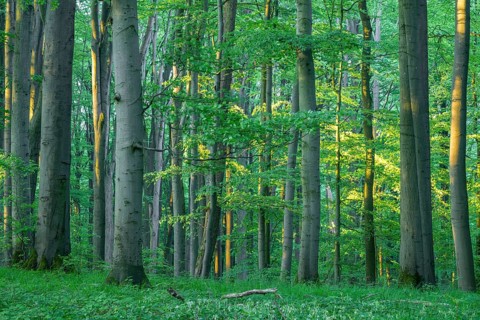 Near-natural copper beech forest, copper beech (Fagus sylvatica) in early morning light, Hainich