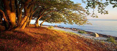 Coastal forest on the south coast of Zealand in the evening light, beech forest in autumn,