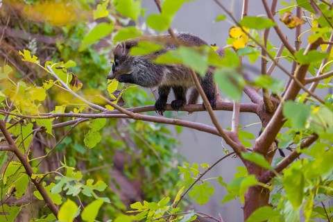 A white-nosed coati (nasua narica) climbs a tree in search of food