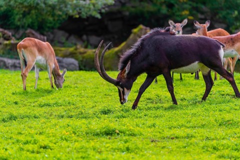 One male and a group of female Sable antelope, Hippotragus niger stand on a green meadow at a