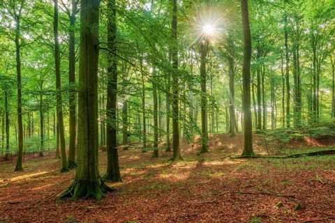 The sun shines through a near-natural beech forest (Fagus sp.) with morning mist, Stubnitz forest