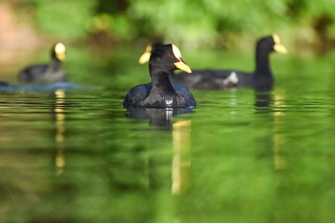 Yellow-billed coots (Fulica armillata) swimming in a park in Buenos Aires, Argentina, South America