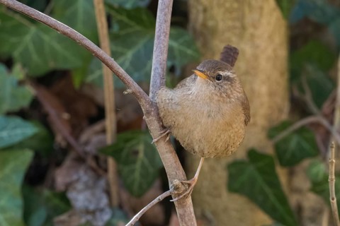 A wren (Troglodytes troglodytes) sits quietly on a branch against a natural background, Hesse,