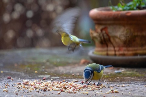 Great tits (Parus major) fetch food from a flower bowl, Bavaria, Germany, Europe