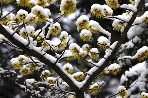 Flowering witch hazel (Hamamelis) with snow, winter, Germany, Europe