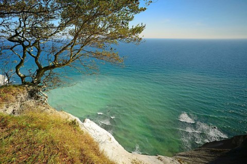 Beech tree on the edge of the chalk cliffs of Møns Klint on the Baltic Sea, view of the sea in