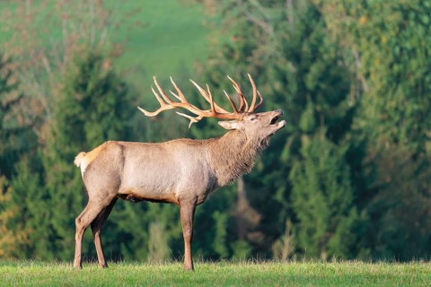 An Altai maral deer or Altai moose (Cervus canadensis sibiricus) stands calling in a meadow in the