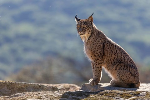Lynx pardinus, male, sitting on stone, background far away, Sierra de Andujar, Andalusia, Spain,