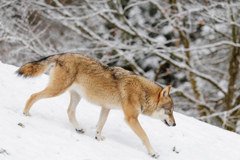 A young grey wolf (Canis lupus lupus) runs across the sloping, snow-covered meadow at the edge of a