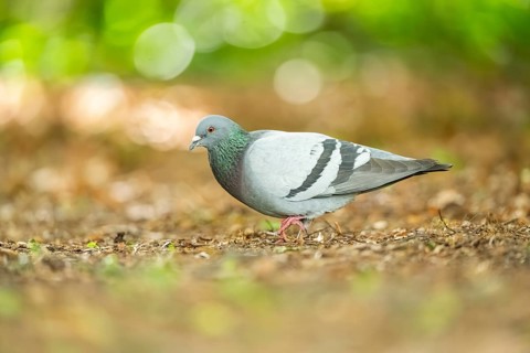 Feral pigeons (Columba livia domestica) walking on the ground, Bavaria, Germany, Europe