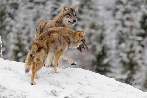 Two grey wolves (Canis lupus lupus) stand face to face on a snow-covered hill. Social behaviour