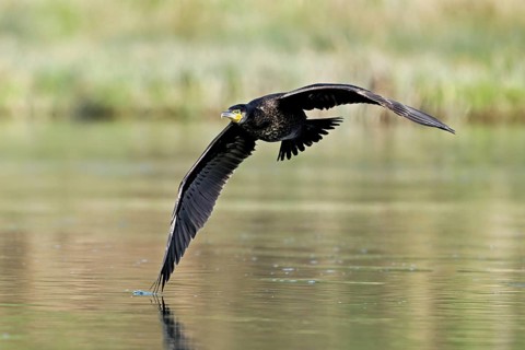 Cormorant (Phalacrocorax carbo), in flight, shallow lake, nature reserve, Reuss valley, Canton