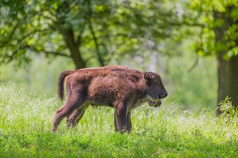 Two European bison calves (Bison bonasus) stand side by side in a forest