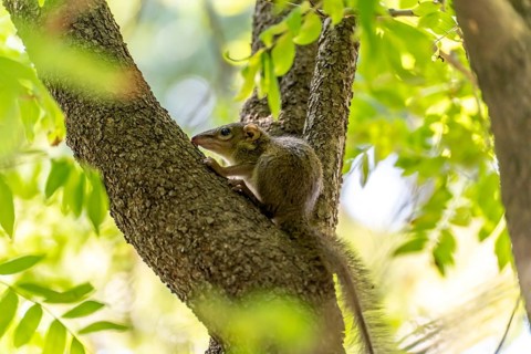 Squirrel Scandentia in Lumphini Park in Bangkok, Thailand, Asia