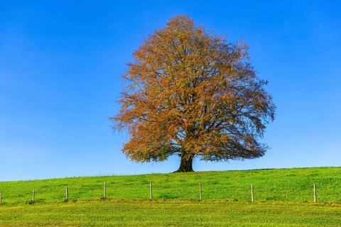 A single tree in autumn in a meadow under a clear blue sky, copper beech (Fagus sylvatica) in