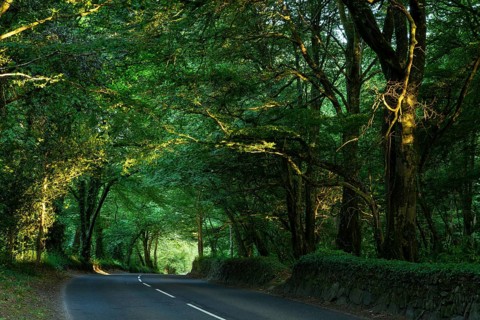 An avenue in West Cornwall. The trees form a canopy. Evening, golden hour. Cornwall, England, Great