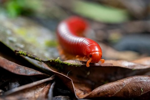 Genome millipede (Trigoniulus corallinus), red millipede on the forest floor, Refugio Nacional de
