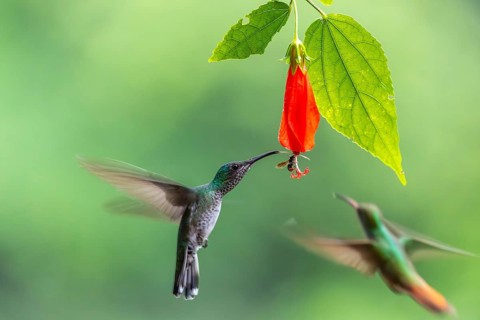 Green-fronted Brilliant Hummingbird (Heliodoxa jacula), Hummingbird (Trochilidae), Swiftbirds