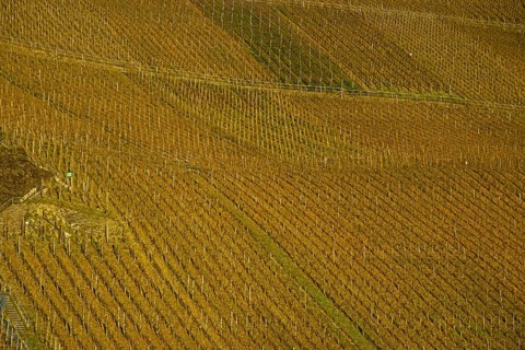 Vineyards near Puenderich, Moselle valley, Cochem-Zell district, Rhineland-Palatinate, Germany,