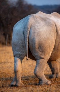 Southern white rhinoceros (Ceratotherium simum simum), rhinoceros from behind, in the evening