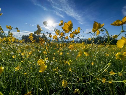 Flower meadow, buttercup, buttercup (Ranunculus acris), behind Lake Starnberg, Bavaria, Germany,