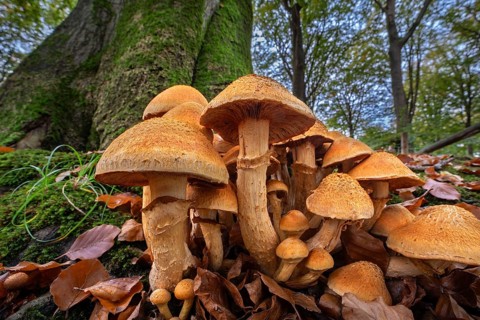 Spectacular rustgill (Gymnopilus junonius, Agaricus aureus) cluster of mushrooms on base of tree